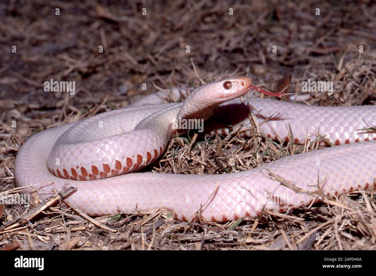 Albino Red-bellied Black Snake Banque D'Images