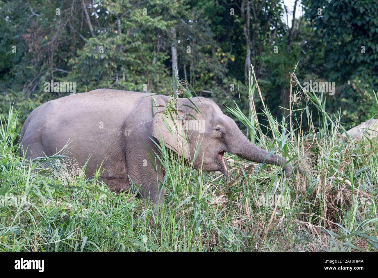 Les éléphants d'Asie à la recherche de nourriture en side le Kina Banque D'Images