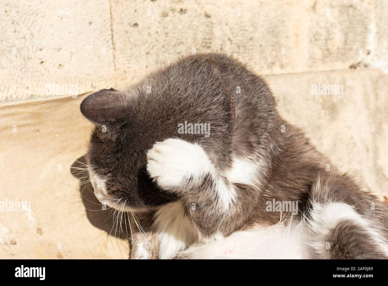 Chat Blanc et Gris lave lors d'une journée ensoleillée Banque D'Images