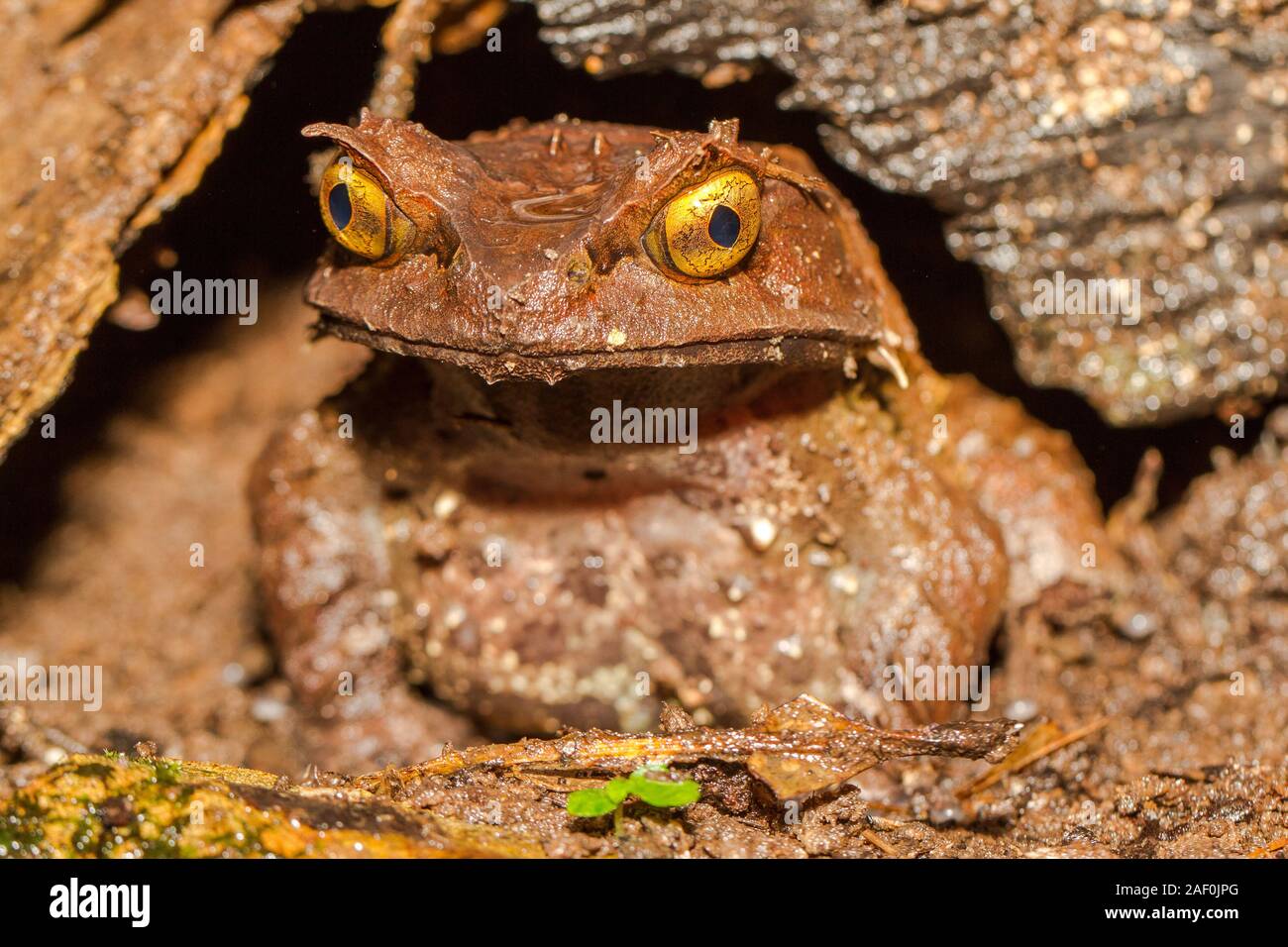 La grenouille cornue montagnarde du parc National de Kinabalu Borneo Banque D'Images