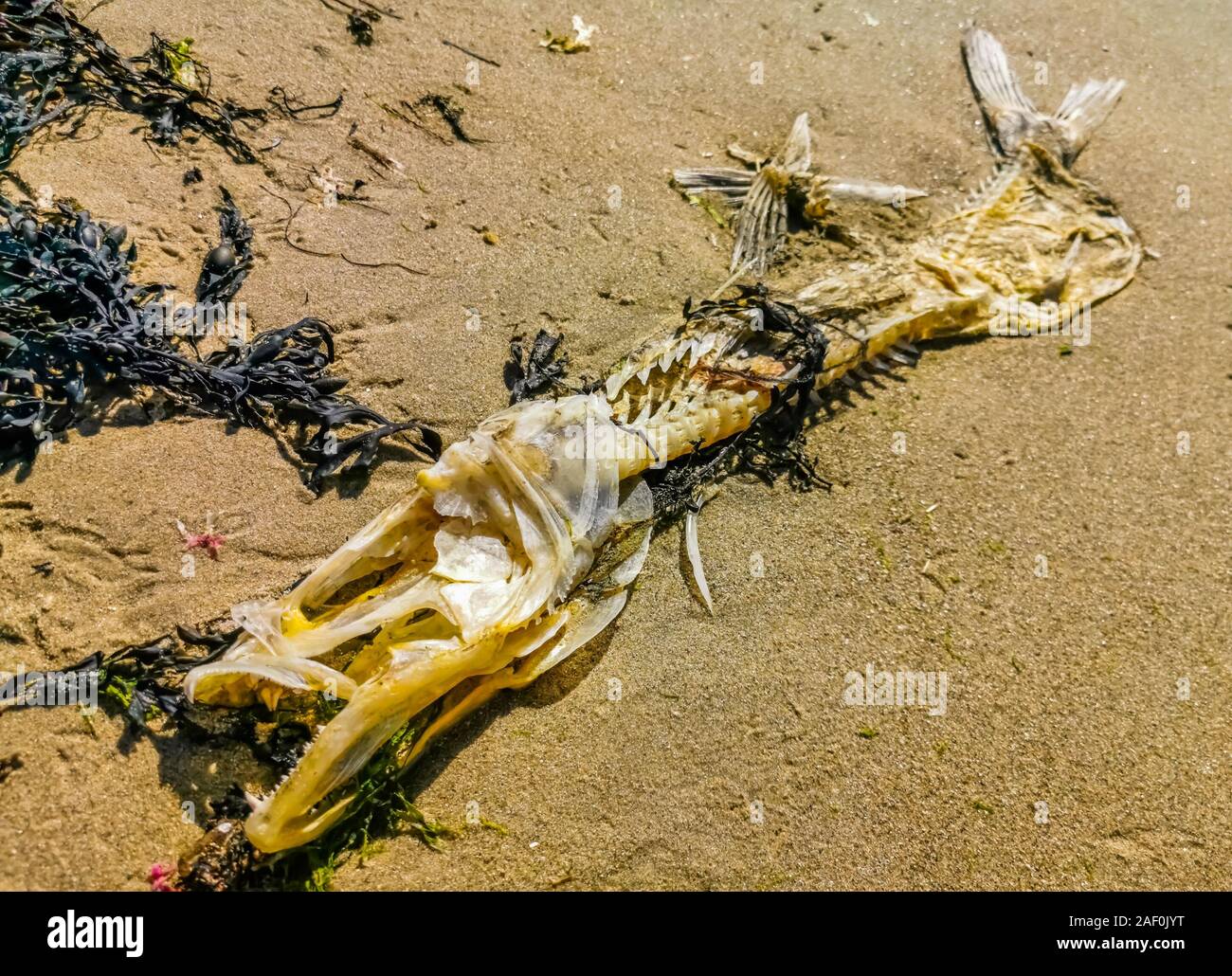Squelette de poissons échoués, la mort du poisson sur la côte, reste d'un poisson avec des dents pointues Banque D'Images