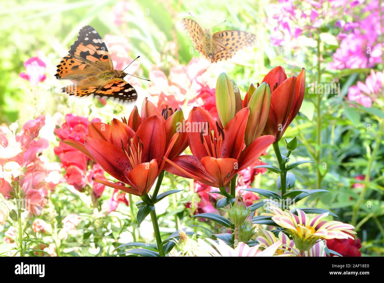 Un papillon est perché dans un beau jardin de fleurs Banque D'Images