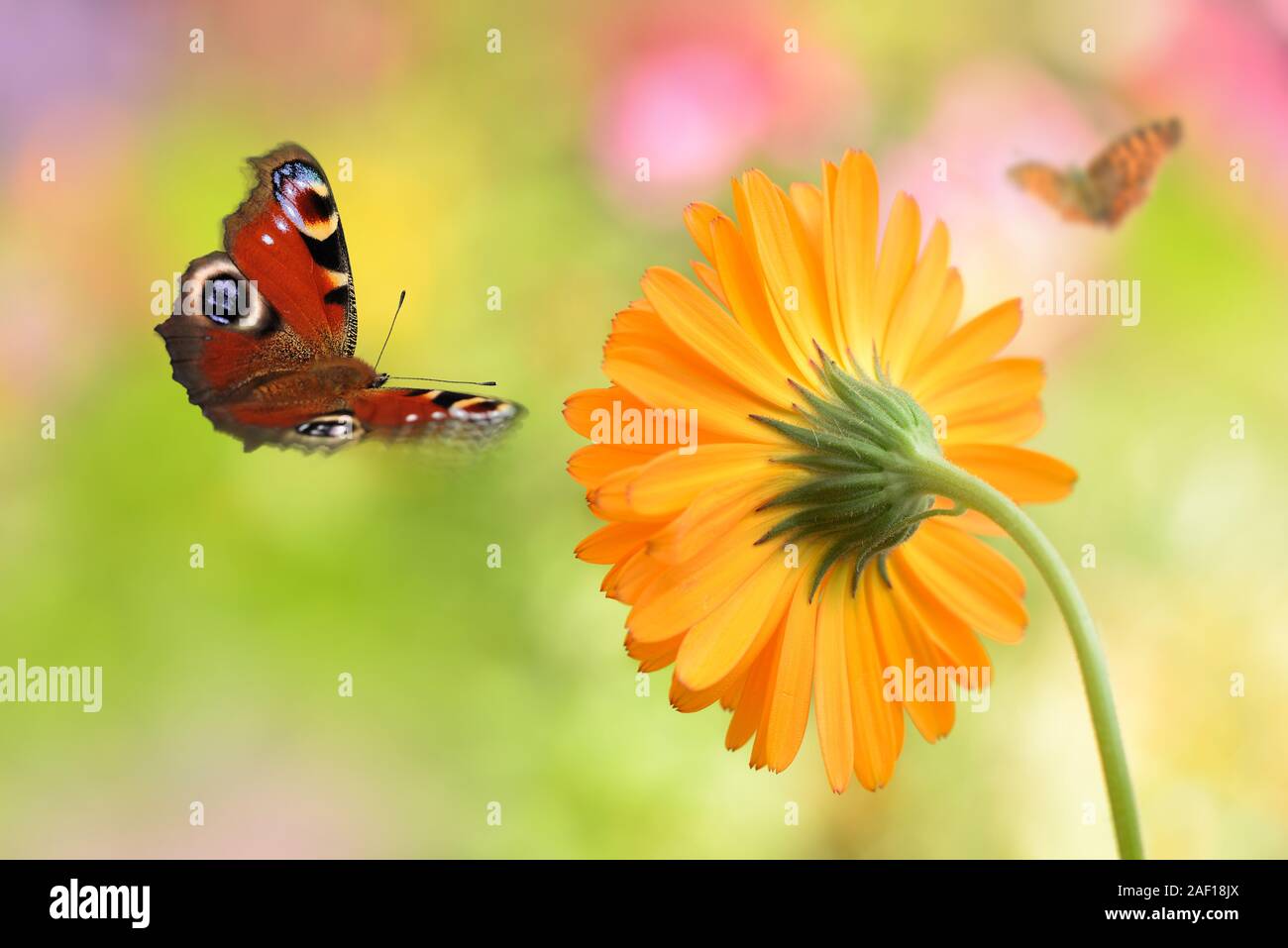 Un papillon est perché dans un beau jardin de fleurs Banque D'Images