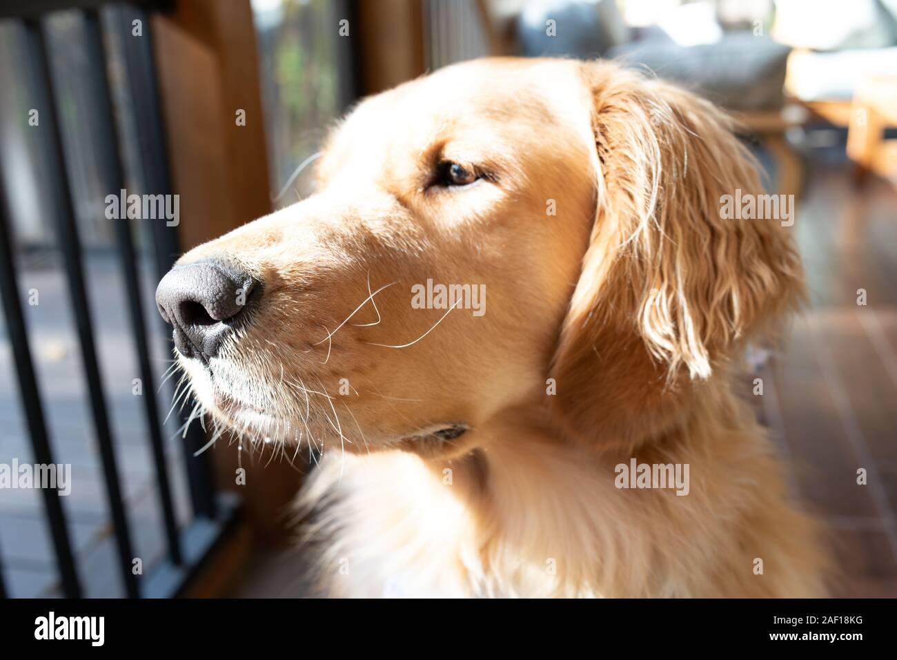 Portrait d'une jeune distingué à la golden retriever dog Banque D'Images