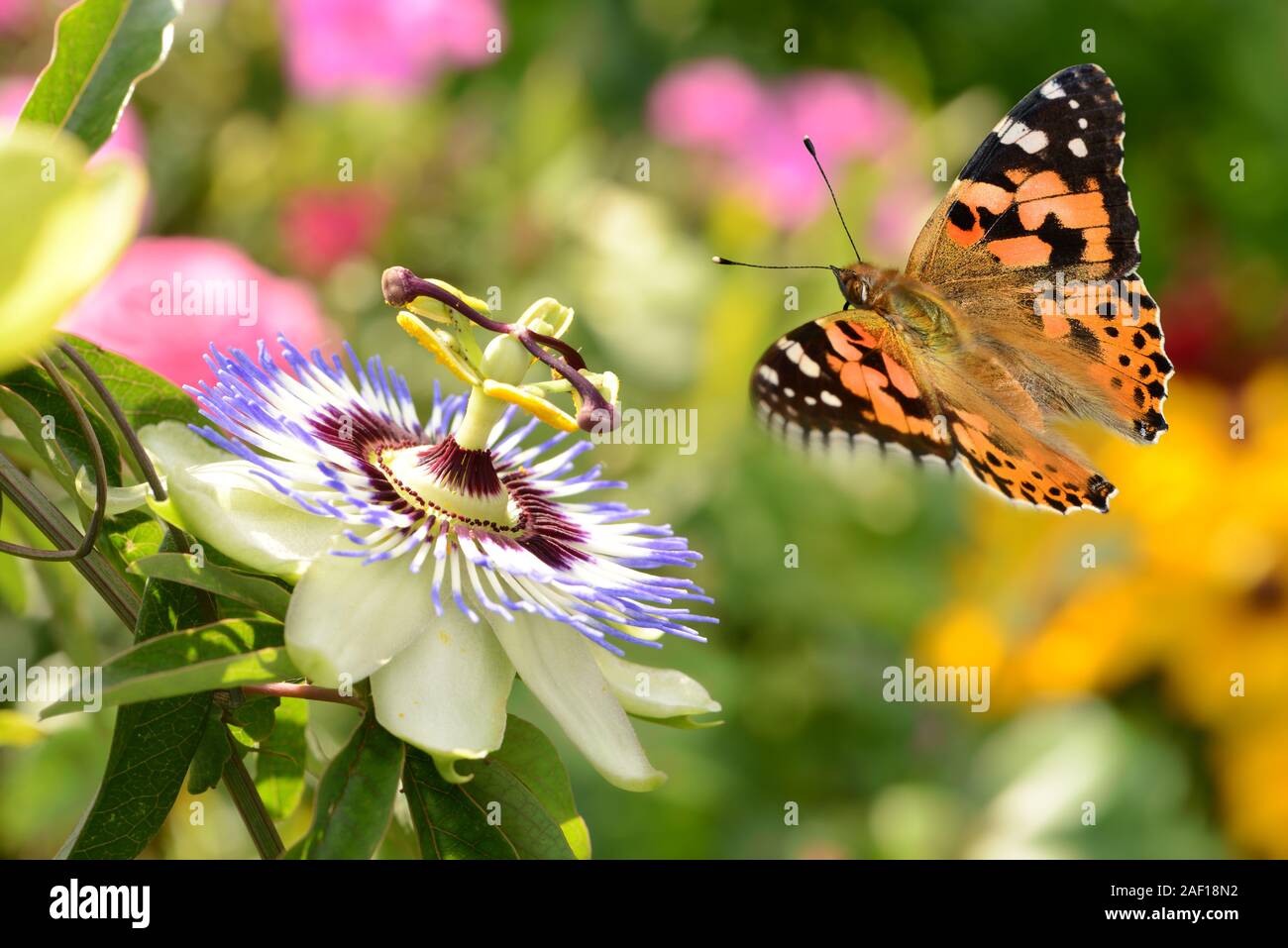 Un papillon est perché dans un beau jardin de fleurs Banque D'Images