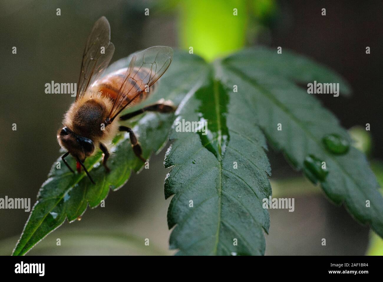 Une eau potable d'abeilles sur une feuille de cannabis Banque D'Images