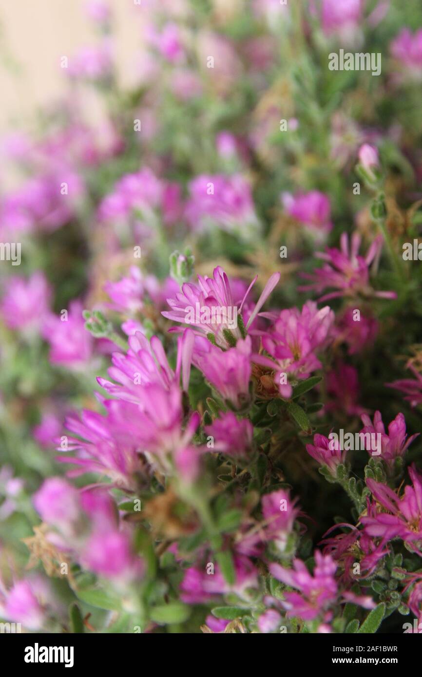 Belle floraison de fleurs violettes sur une plante succulente dans un pot Banque D'Images