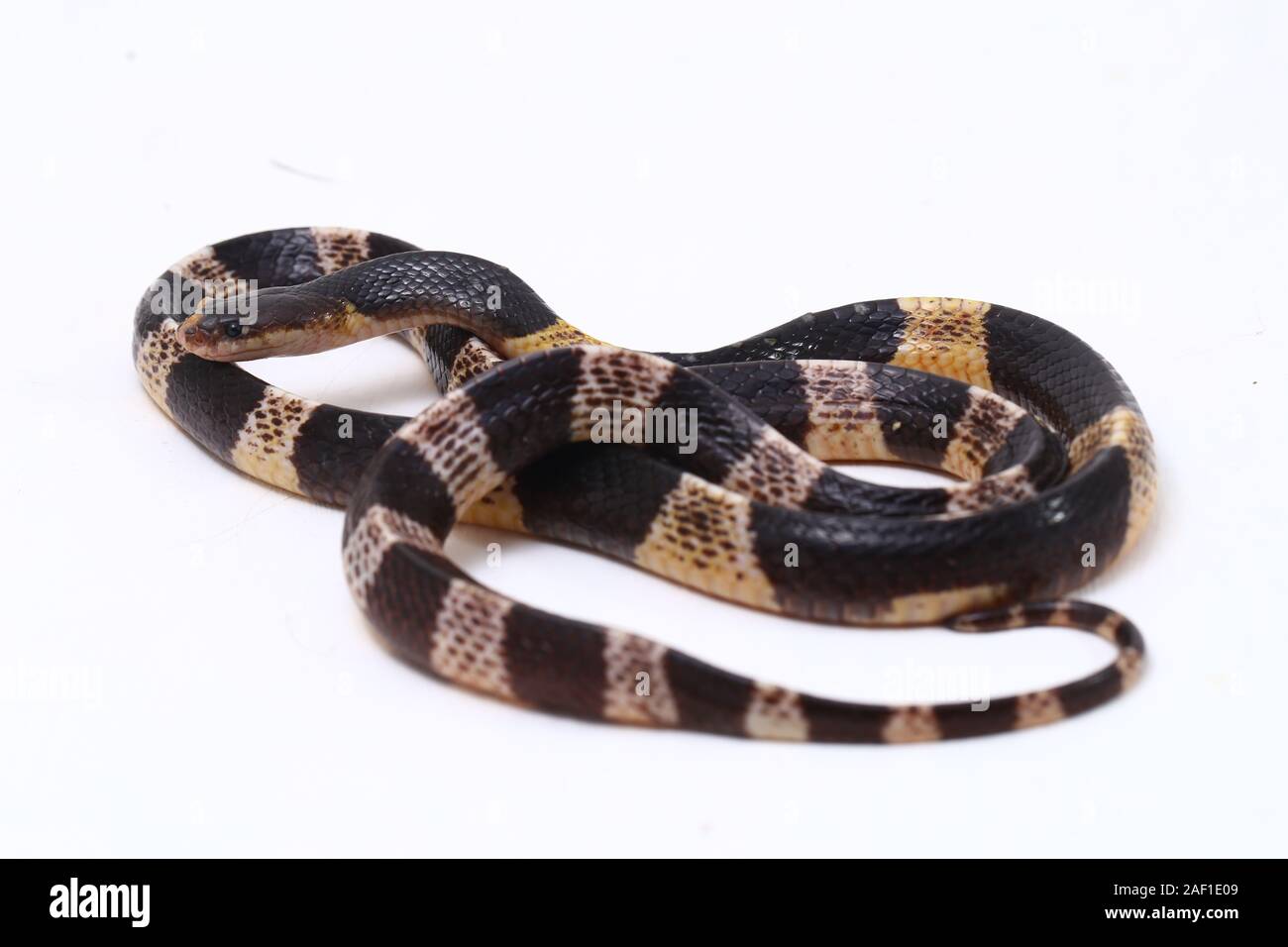 Très venimeux, Malayan krait krait ou bleu (Bungarus candidus) isolé sur fond blanc Banque D'Images