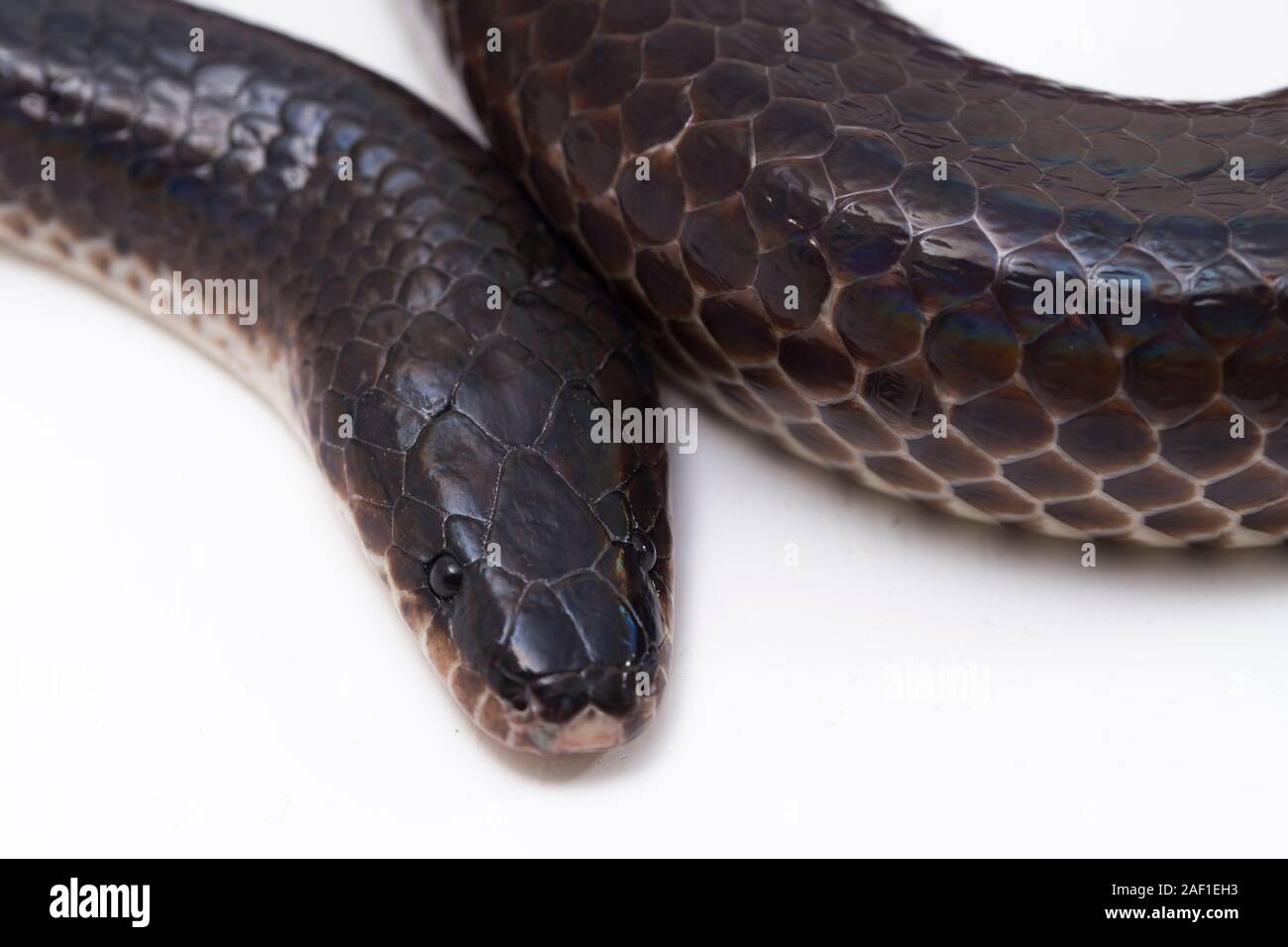 Xenopeltis unicolor. Noms communs : Sunbeam snake est un serpent non venimeux sunbeam. isolé sur fond blanc Banque D'Images