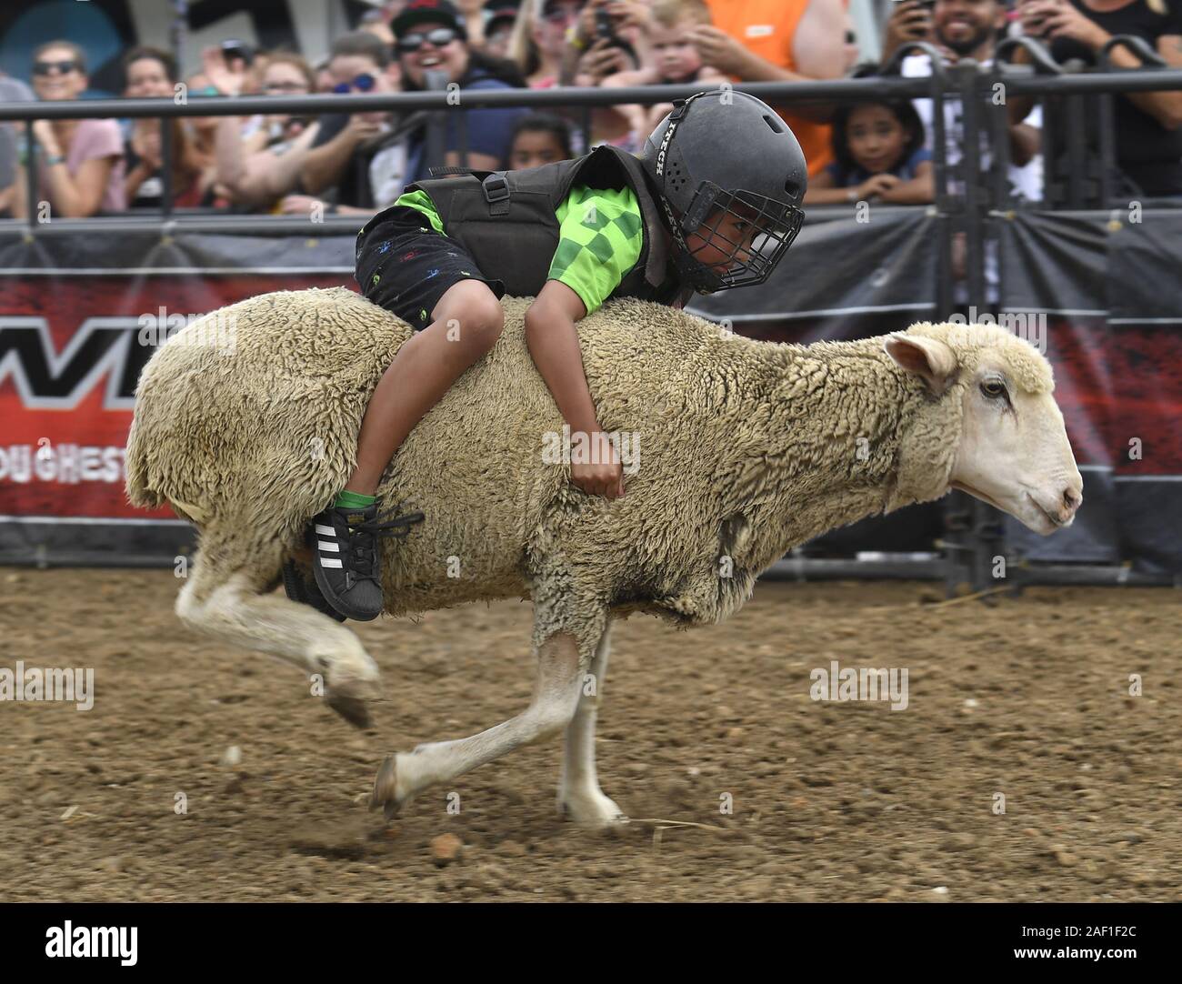 Des Moines, États-Unis. Dec 12, 2019. Un garçon se bloque sur serré qu'il participe à un 'Mouton' brûlantes au rodéo cheval moutons Foire de l'état de l'Iowa, Des Moines, Iowa, 10 août 2019. L'Iowa est le carrefour de l'agriculture et de l'élection présidentielle 2020, la politique et l'État apporte juste la direction de l'Iowa dans le soja, le maïs, le porc, les œufs, la production de l'éthanol ainsi qu'une tribune politique pour les candidats de lancer leurs campagnes. Photo de Mike Theiler/UPI UPI : Crédit/Alamy Live News Banque D'Images