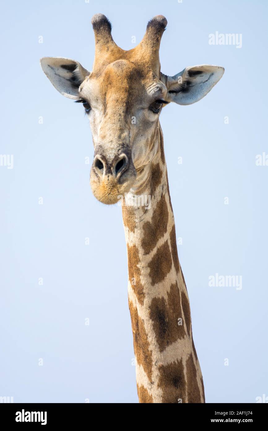 Trois cornes girafe, head shoot, Etosha National Park, Namibie Banque D'Images