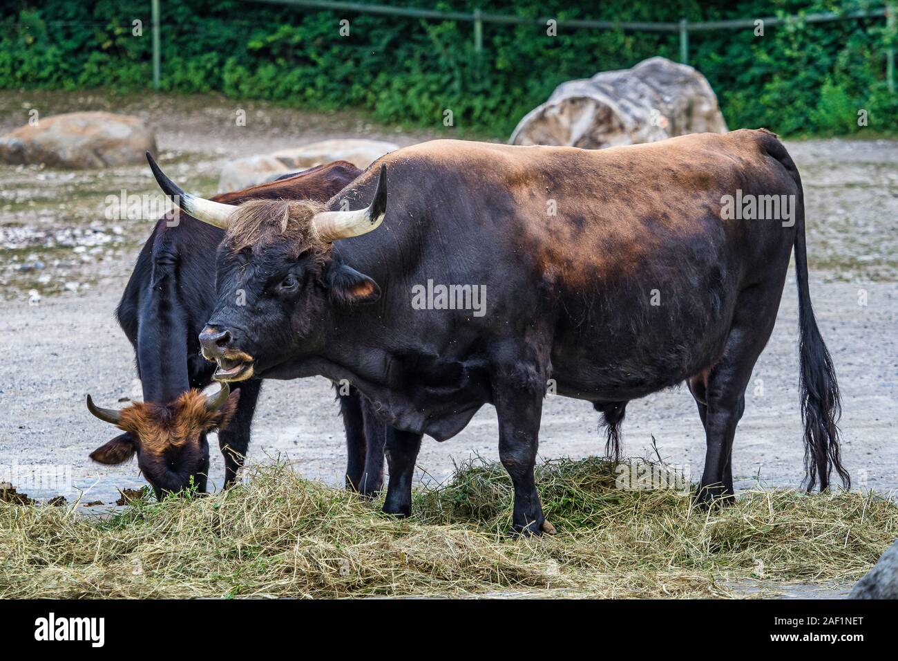 Bovins Heck, Bos primigenius taurus ou aurochs dans le zoo Banque D'Images
