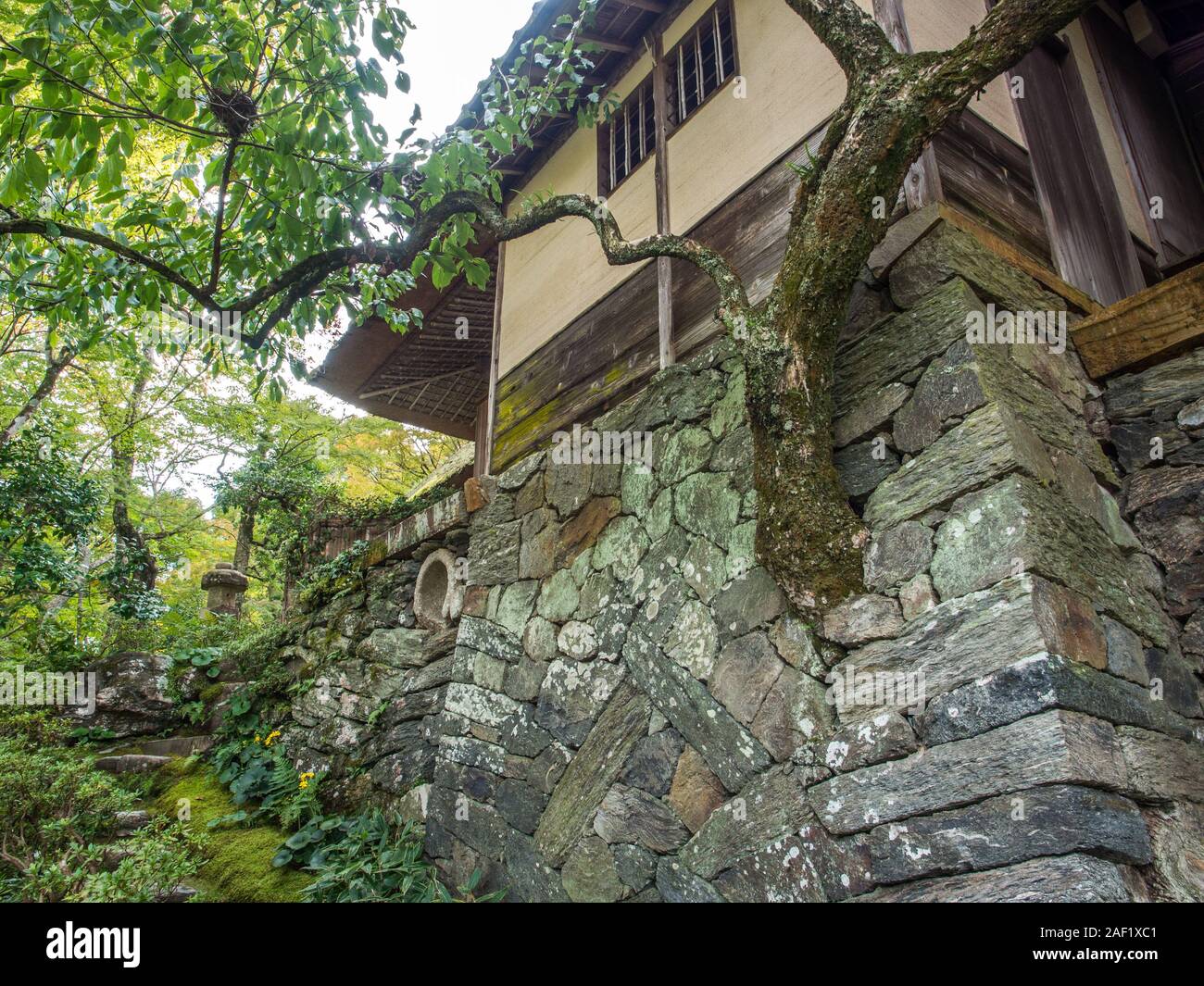 Un arbre vivant se développe à partir du mur de pierre à l'entrée de Garyu, Garyū Sansō-dans, Ozu, Ehime, Shikoku, Banque D'Images
