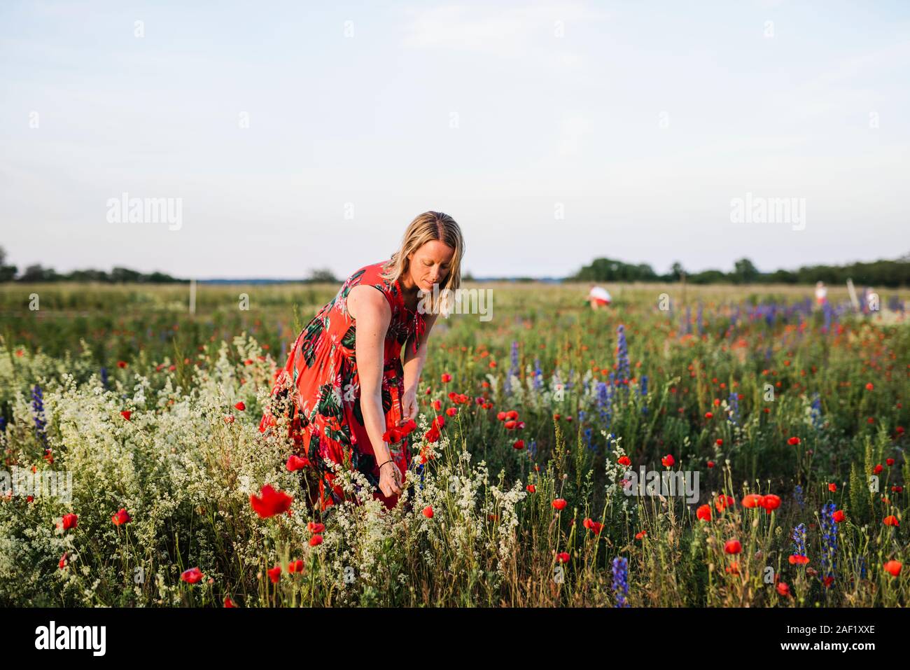 Woman picking flowers on meadow Banque D'Images