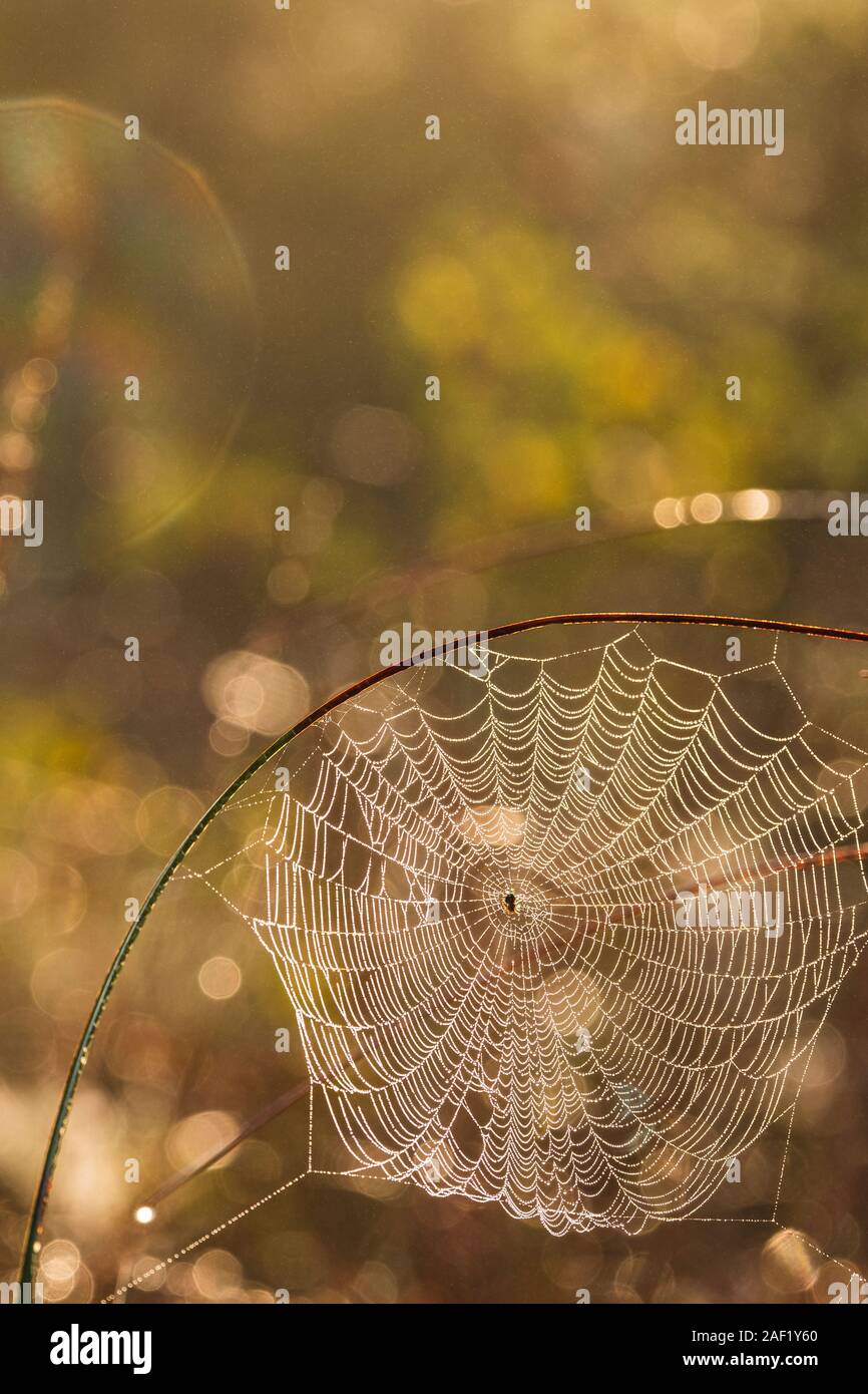 Vue sur spider web Banque D'Images