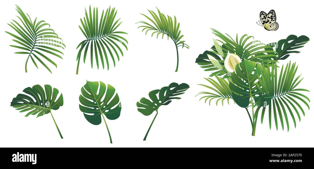 Ensemble de branches de plantes tropicales et un papillon sur fond blanc Illustration de Vecteur