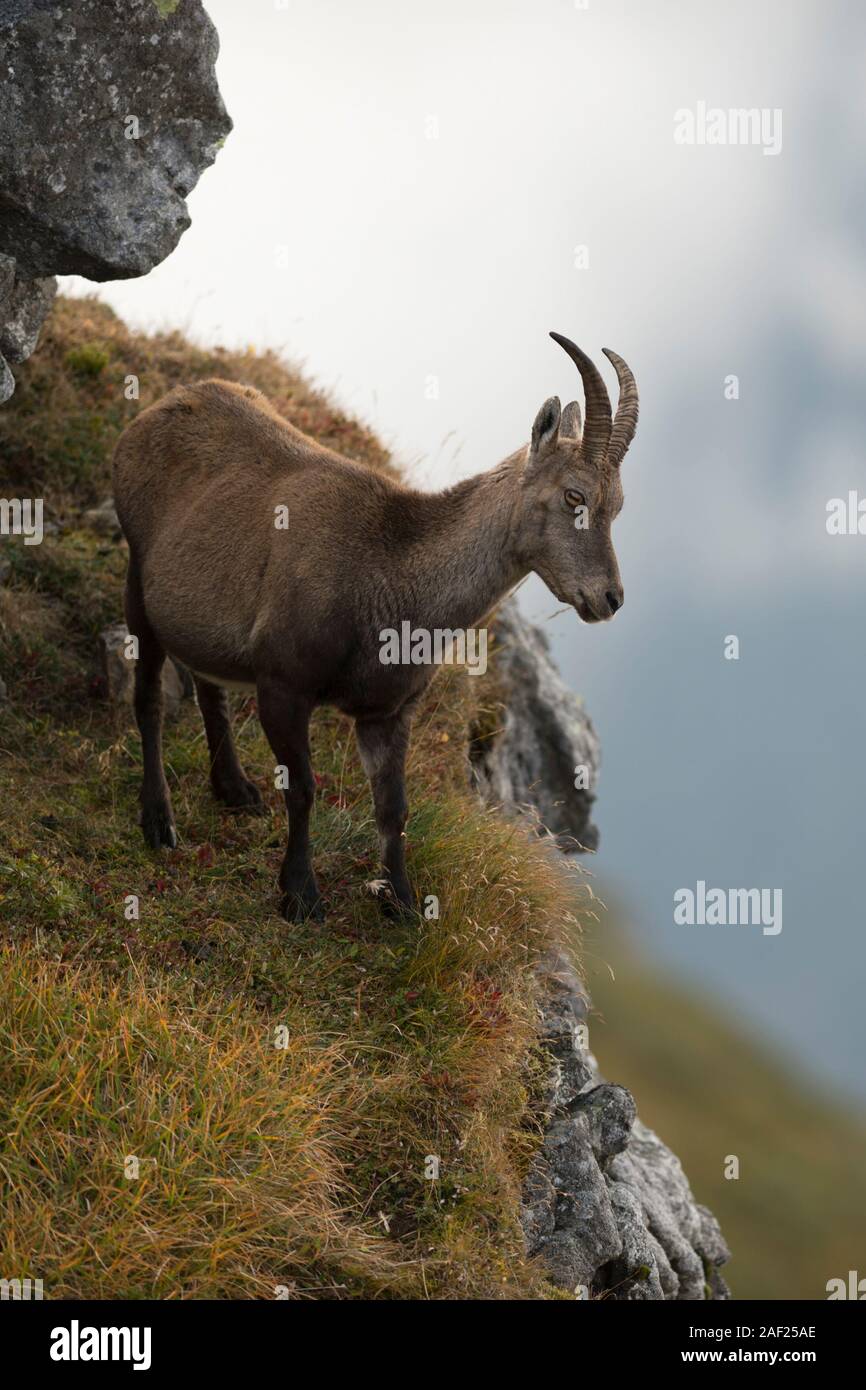 Bouquetin des Alpes / Steinbock (Capra ibex ) se dresse sur une falaise abrupte en haute montagne, en regardant vers la vallée. Banque D'Images