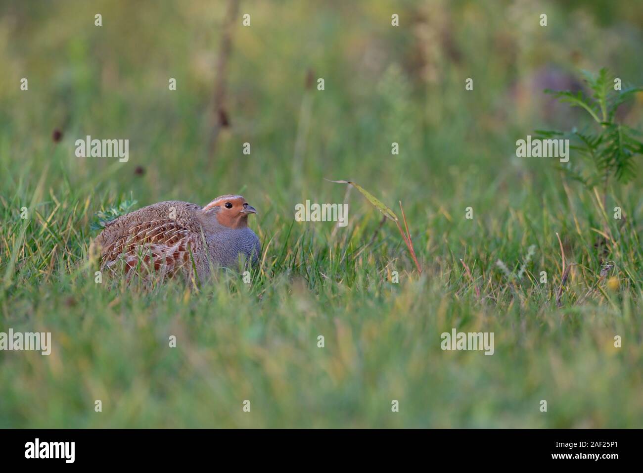 La Perdrix grise / Rebhuhn ( Perdix perdix ), assis, se cachant dans un pré, oiseau rare de champs ouverts et de terres agricoles, threatend par intensive, wildli Banque D'Images