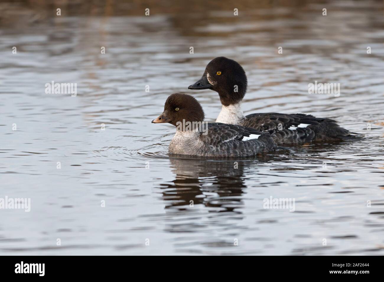 Garrot d'islande / Spatelente (Bucephala islandica ) en hiver, en collaboration avec les jeunes femmes, la natation, une plus grande région de Yellowstone, aux États-Unis. Banque D'Images