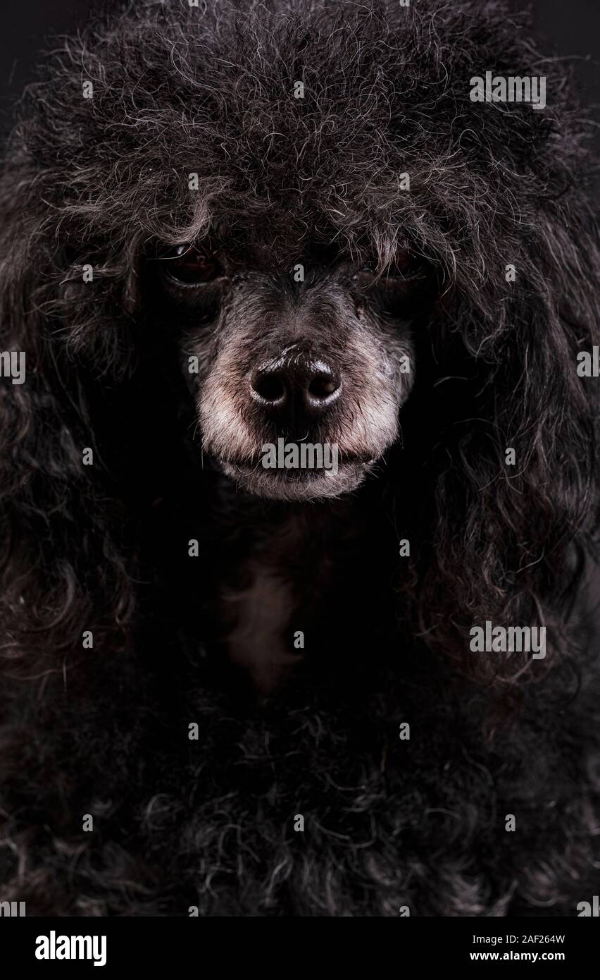 Portrait de chien caniche noir avec Blanc nez et coiffure afro Banque D'Images