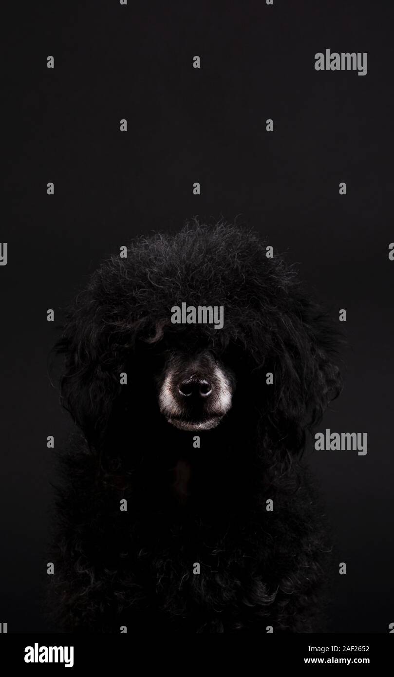 Portrait de chien caniche noir avec Blanc nez et coiffure afro Banque D'Images