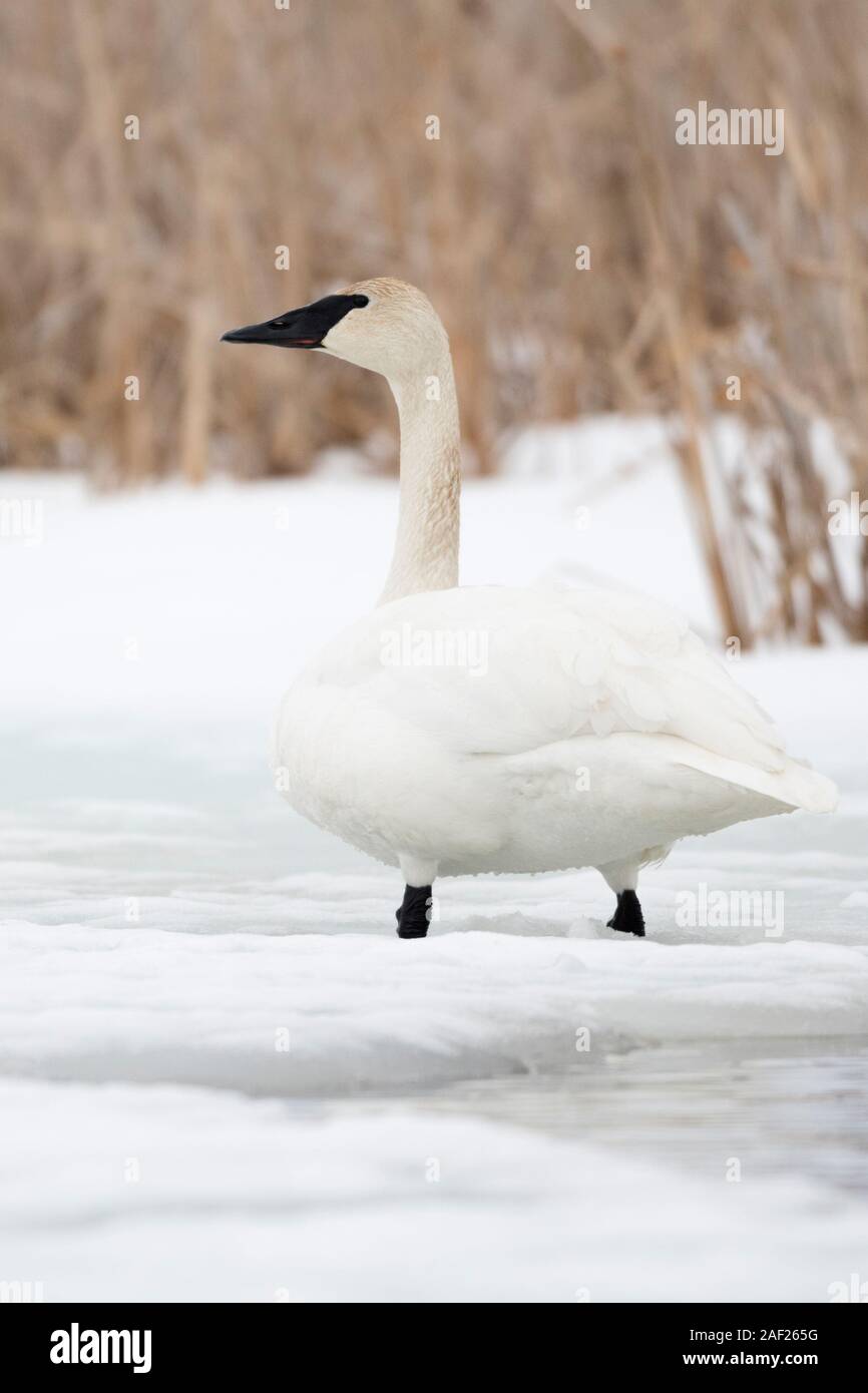 Le cygne / Trompeterschwan ( Cygnus buccinator ) en hiver, debout sur une rivière gelée en face de roseaux, Grand Teton National Park, USA. Banque D'Images