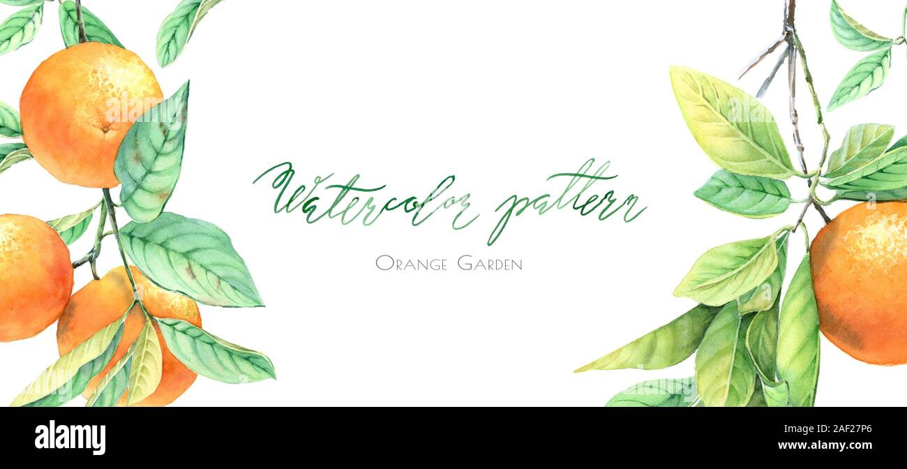 La structure horizontale avec les branches des fruits orange. Aquarelle réaliste banner : citrus tree isolé sur blanc. Illustration botanique dessiné à la main douce. Banque D'Images