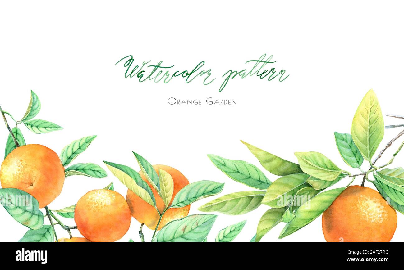 Branches de fruits orange aquarelle. Frontière avec l'arbre horizontal d'agrumes isolé sur blanc. Cadre réaliste et la place pour le texte. Botanique dessiné à la main Banque D'Images