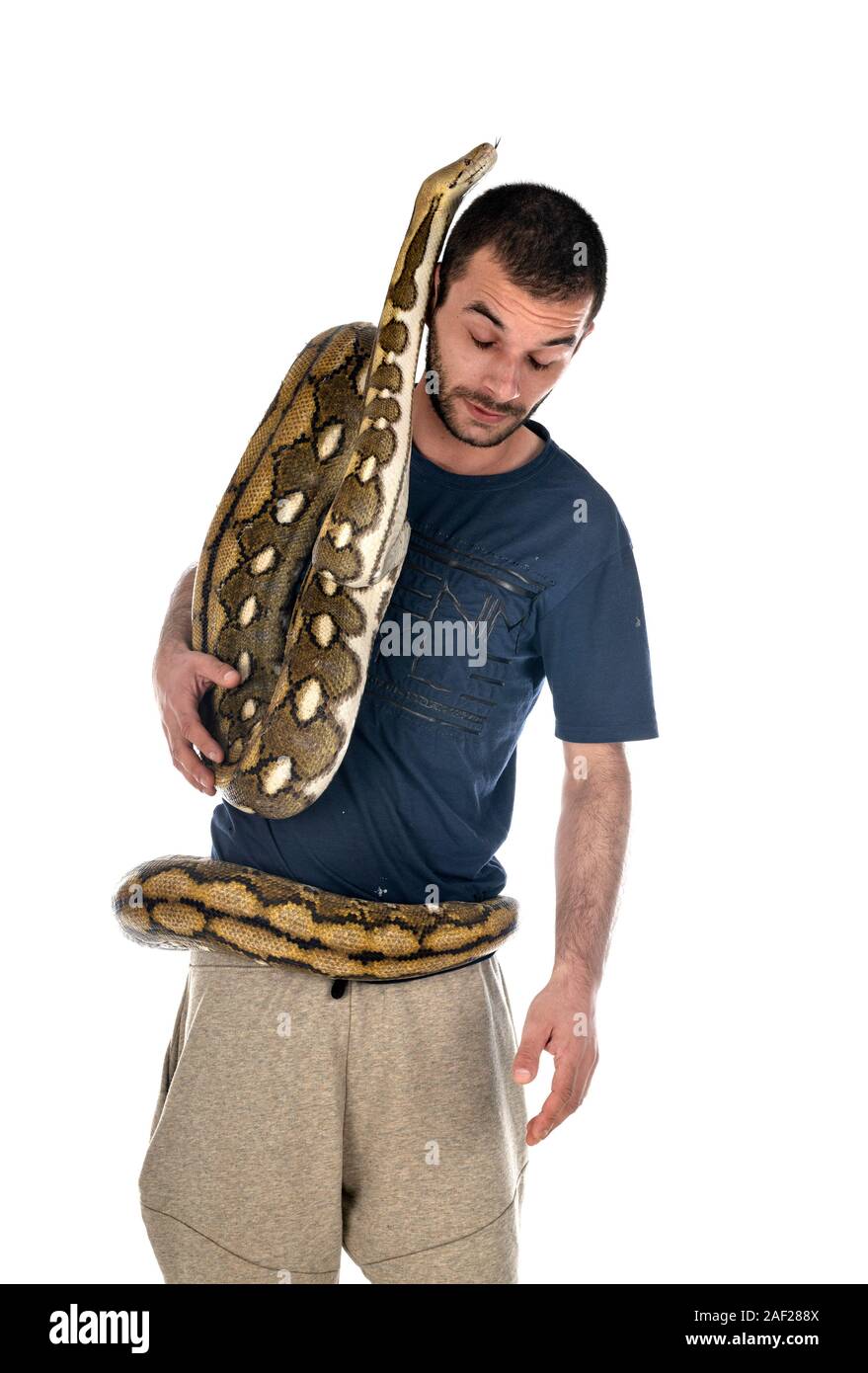 Python réticulé in front of white background Banque D'Images