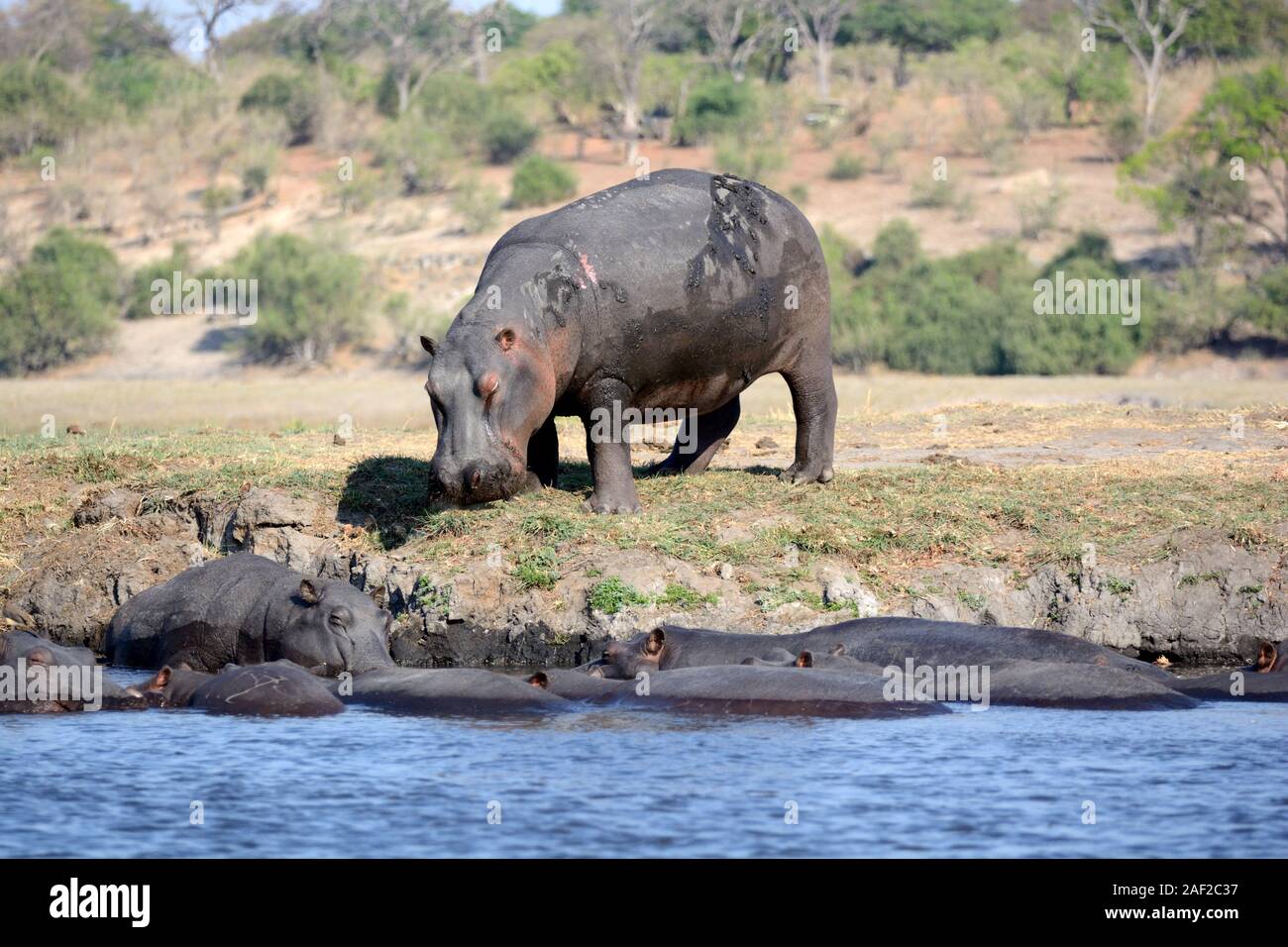 Le pâturage et l'hippopotame dans l'eau de la rivière Okavango Delta Okavango Afrique Botswana Chobe National Park Banque D'Images