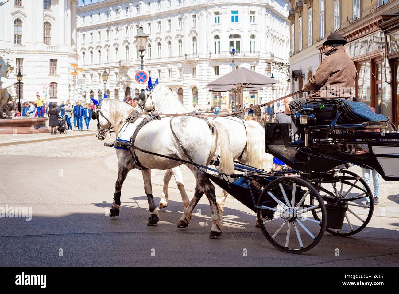Chevaux blancs transport avec chauffeur sur rue Graben à Vienne Banque D'Images