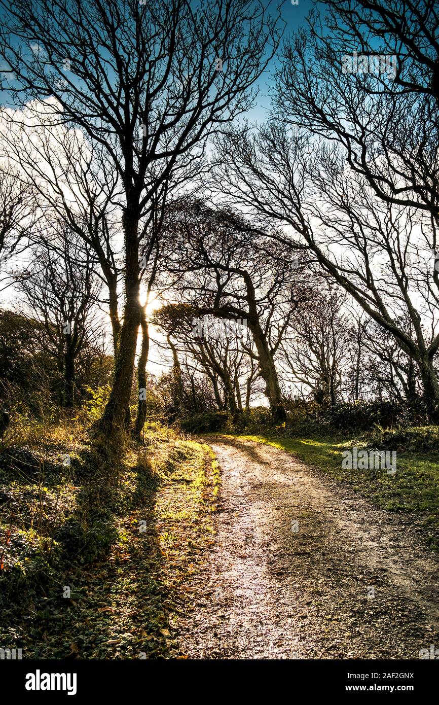 Un sentier boueux à Colan Woods, les motifs de la végétation sapin historique Hill Manor à Colan paroisse à Newquay en Cornouailles. Banque D'Images