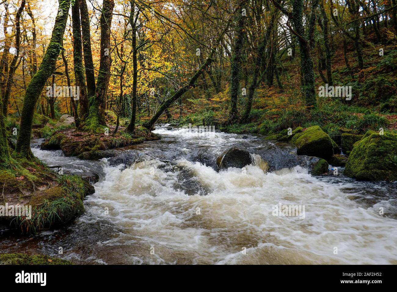 Golitha Falls, fleuve Fowey à Draynes dans un bois d'automne une ancienne forêt dans Cornwall. Banque D'Images