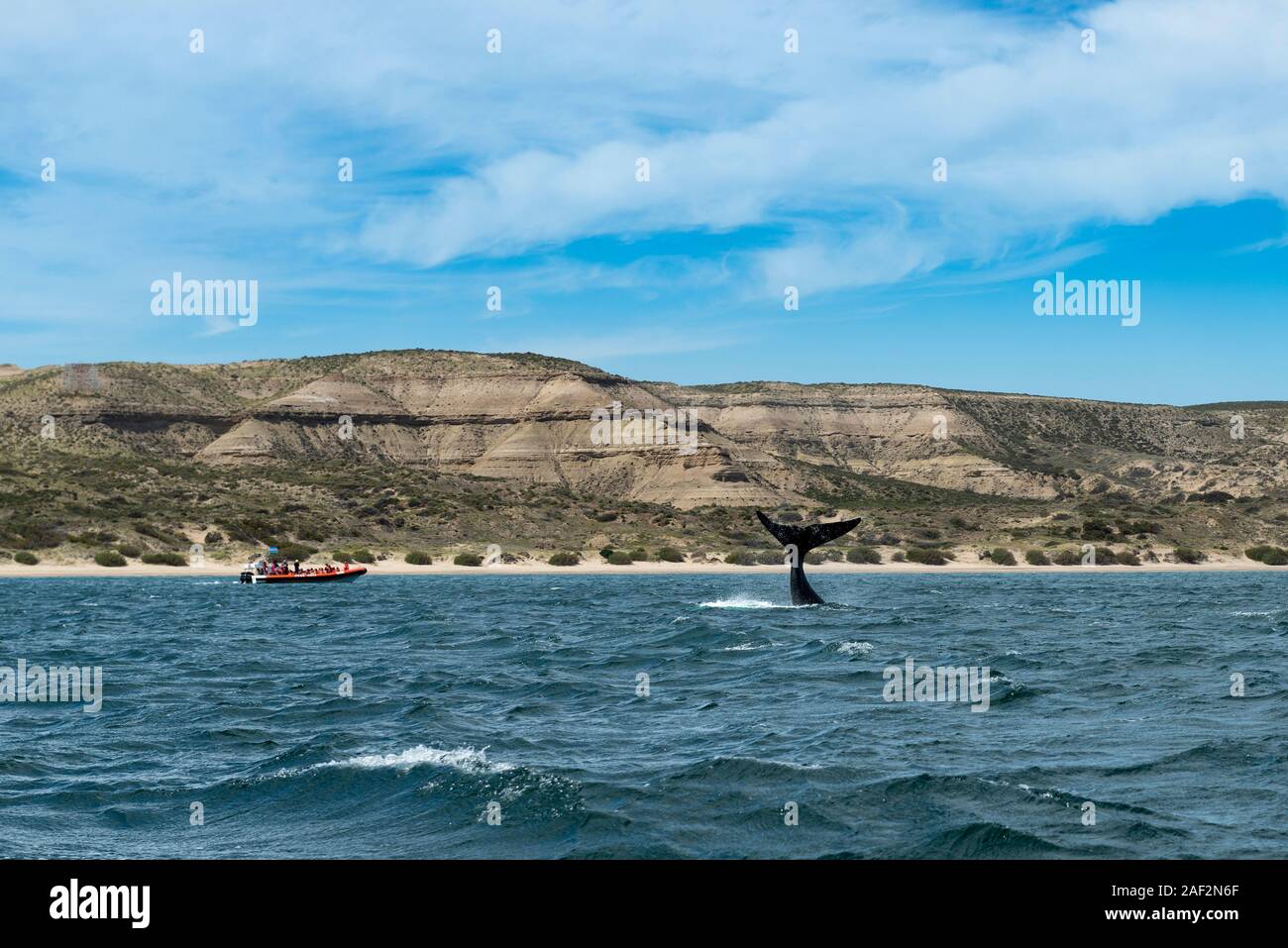 Péninsule Valdes Argentine - le 11 octobre 2013 : Bateaux de touristes à regarder les baleines franches du sud à la Péninsule de Valdès en Argentine. Banque D'Images