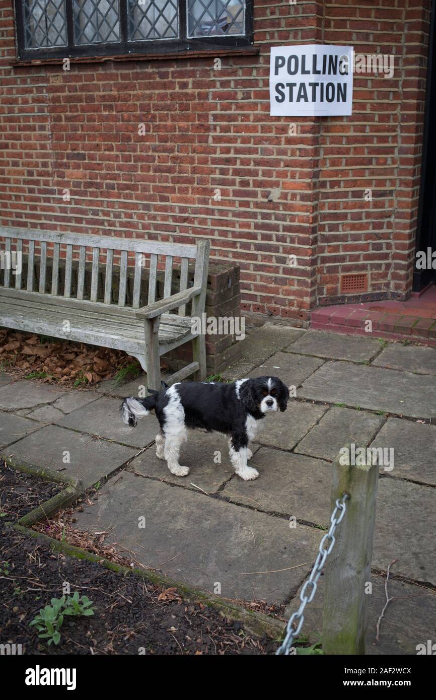 Un chien King Charles attend que son propriétaire à l'extérieur de St Barnabas salle communautaire de Dulwich village du sud London Borough of Southwark, agissant comme un bureau de scrutin pour l'élection générale britannique de 2 semaines avant Noël, le 12 décembre 2019, à Londres, en Angleterre. (Photo de Richard Baker / en images via Getty Images) Banque D'Images