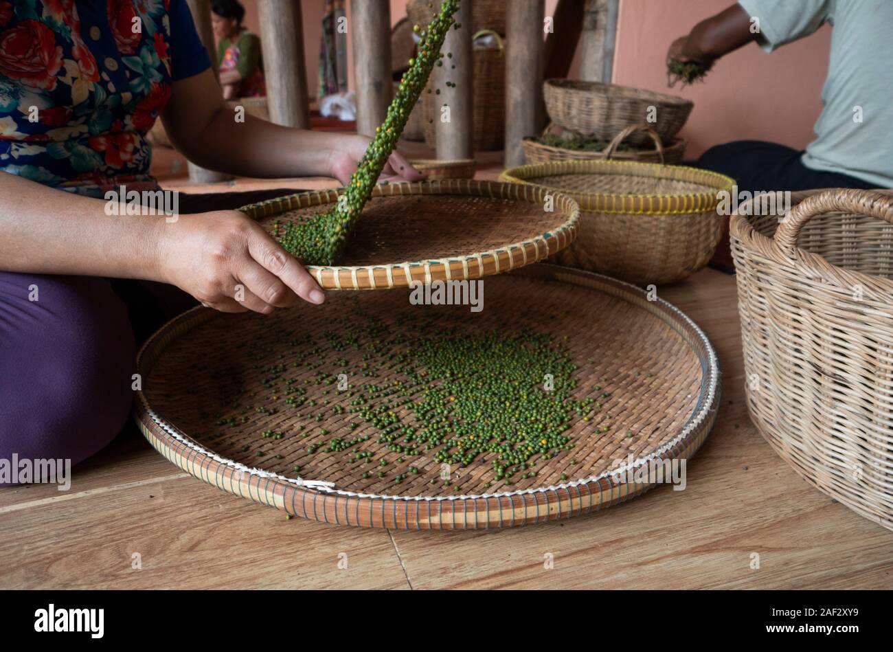 Femme mains sur matières premières et Poivre vert Poivre noir sépare du rouge pour plus de séchage. Le poivre noir de plantes poussant à plantation en Asie Banque D'Images