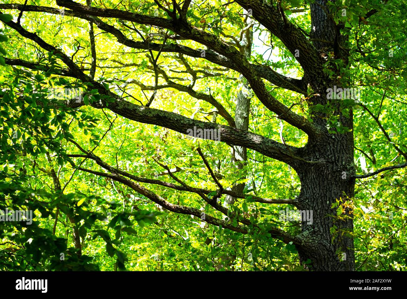 Très belle forêt avec larga Oak tree tronc et branches. Arrière-plan de la nature, photographie de paysage Banque D'Images