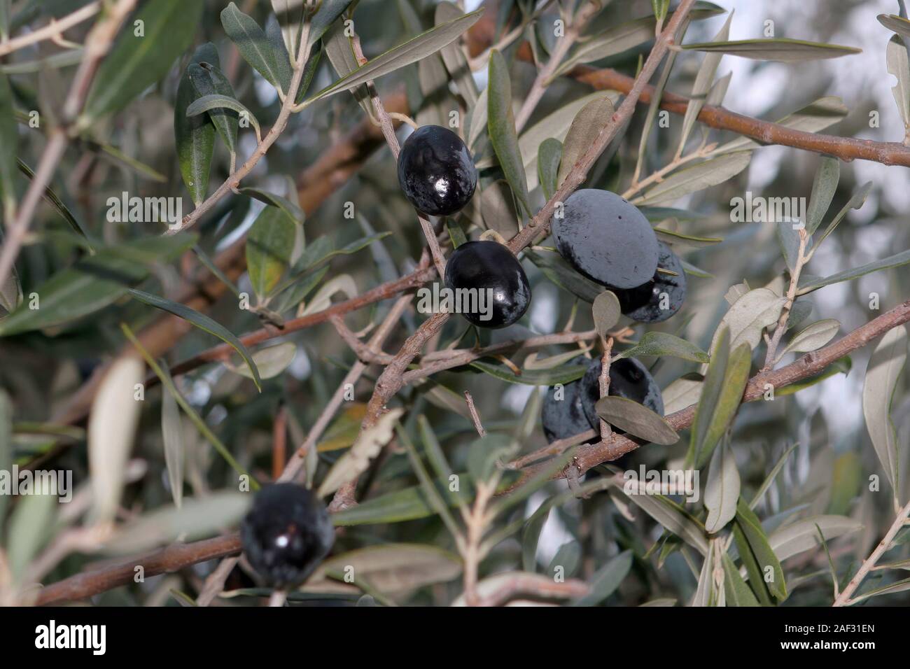 olives noires mûres brillantes sur la branche avec quelques feuilles Banque D'Images