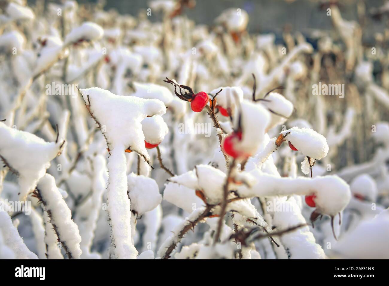 Les baies de cynorhodon rouge sec recouvert de neige blanche. Banque D'Images