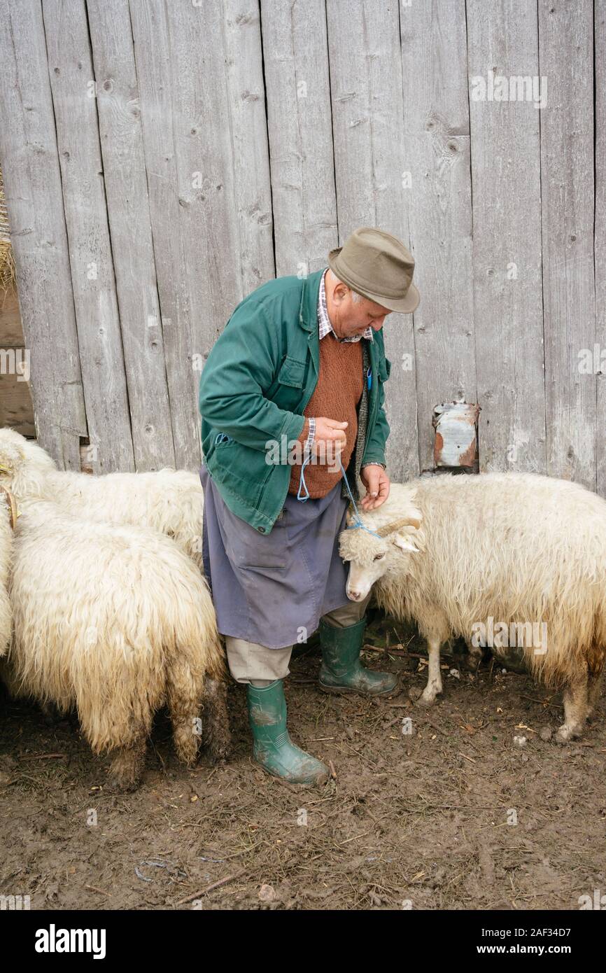 Danesti, Roumanie - Nov 25, 2019 : les agriculteurs apporter et le tri des brebis, faire tomber les moutons de l'alpage pour l'hiver en Danesti, Transy Banque D'Images