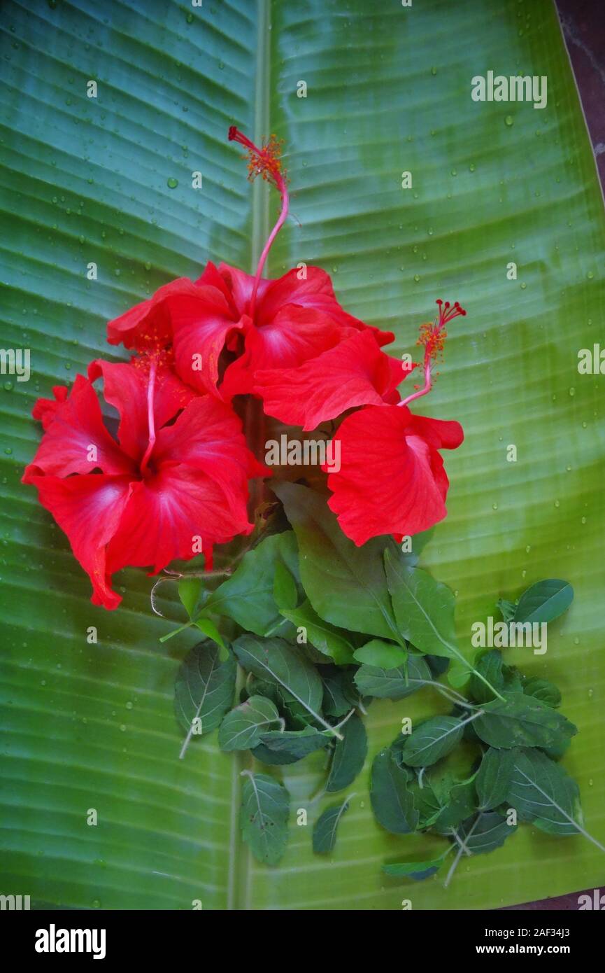 Fleurs d'hibiscus rouge frais, feuilles de basilic,des feuilles de bael dans une feuille de bananier/Kerala Banque D'Images