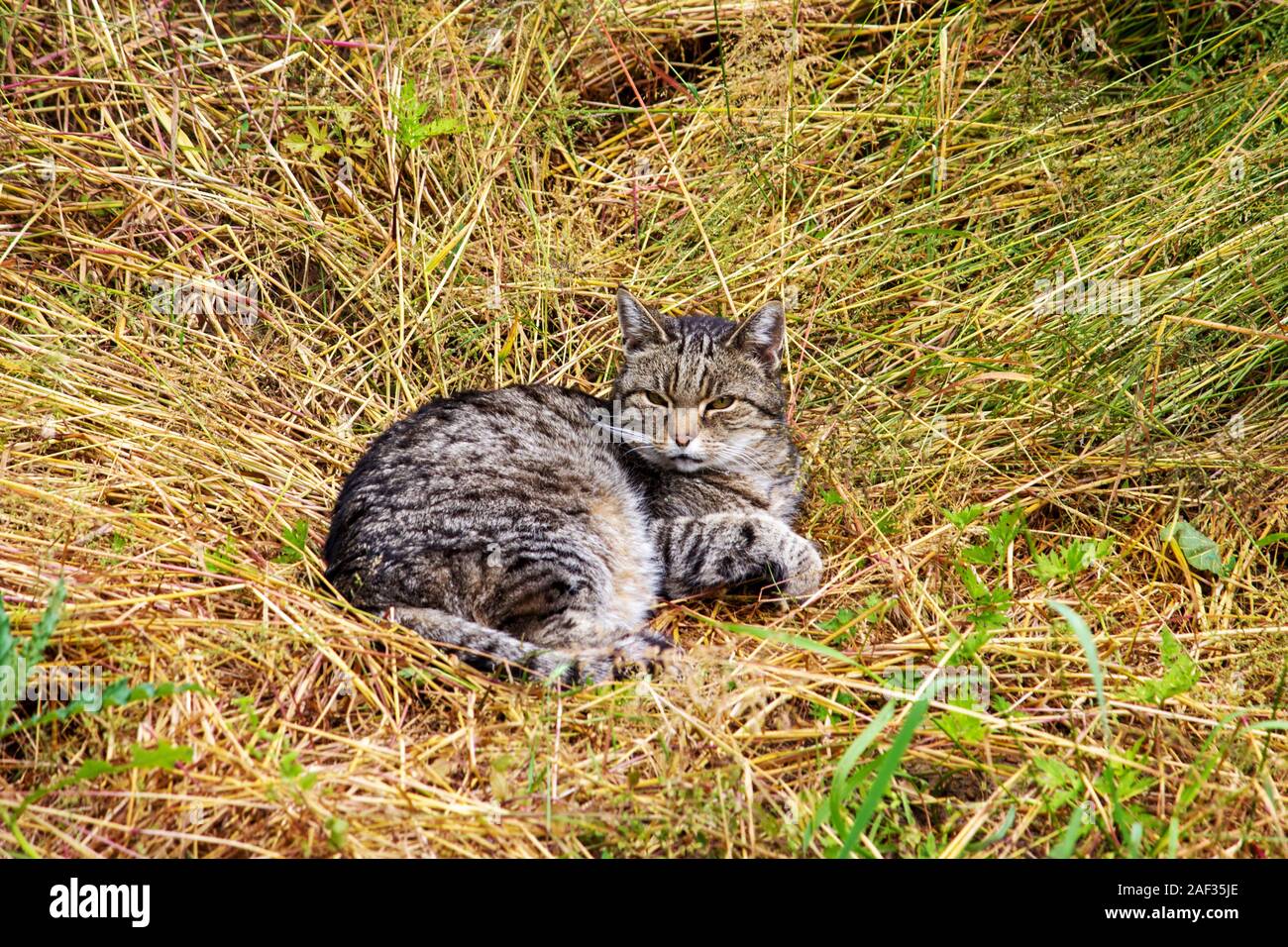 Une haute altitude avec fourrure de chat domestique tabby motif Banque D'Images