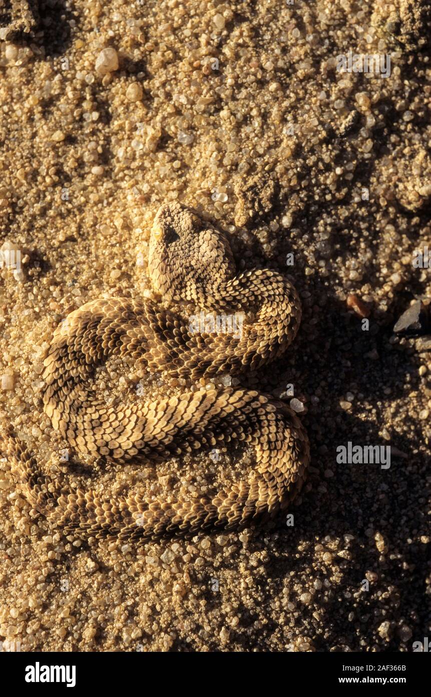 Sahara sand viper (Cerastes vipera) enterrer lui-même dans le sable du Sahara sand Viper est une vipère venimeuse que l'on trouve dans les déserts de l'Afrique du Nord, Banque D'Images