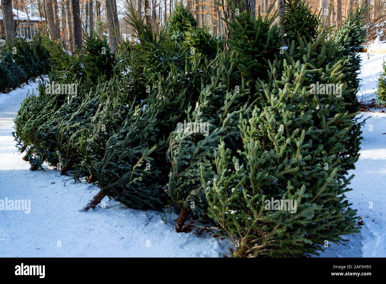 L'arbre de Noël installé dans le lot à l'achat pendant la saison de Noël en Ontario Canada Banque D'Images