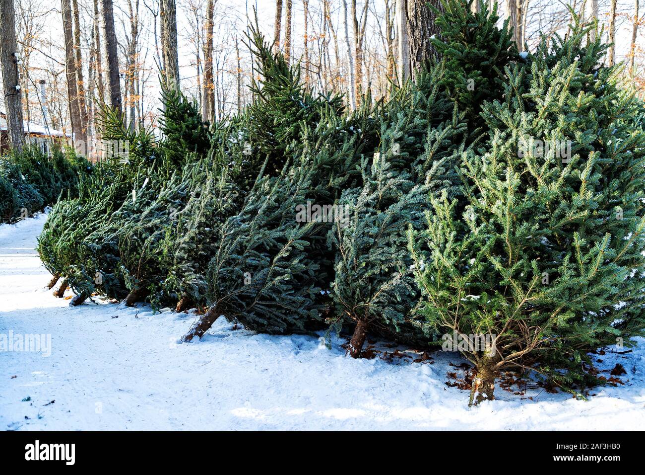 L'arbre de Noël installé dans le lot à l'achat pendant la saison de Noël en Ontario Canada Banque D'Images