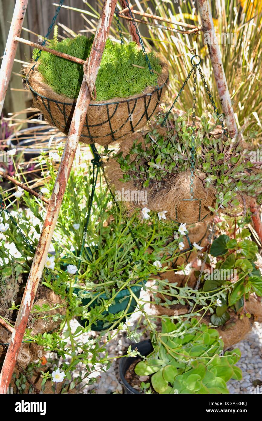 Échelle en métal vintage holding pots et paniers de diverses plantes succulentes dans l'arrière-cour. Banque D'Images