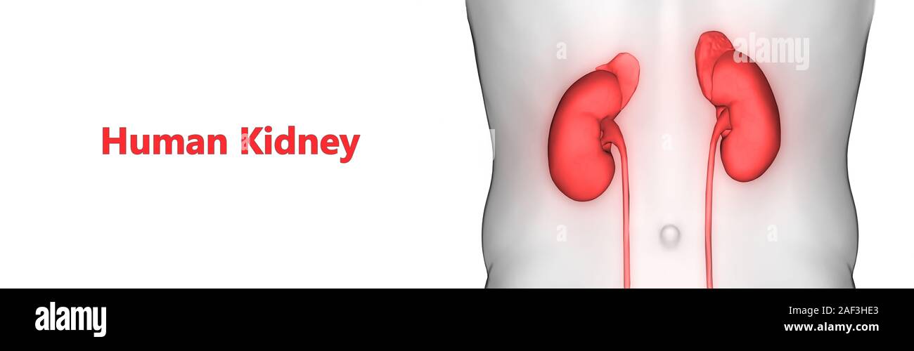 Les droits de l'anatomie du système urinaire Banque D'Images