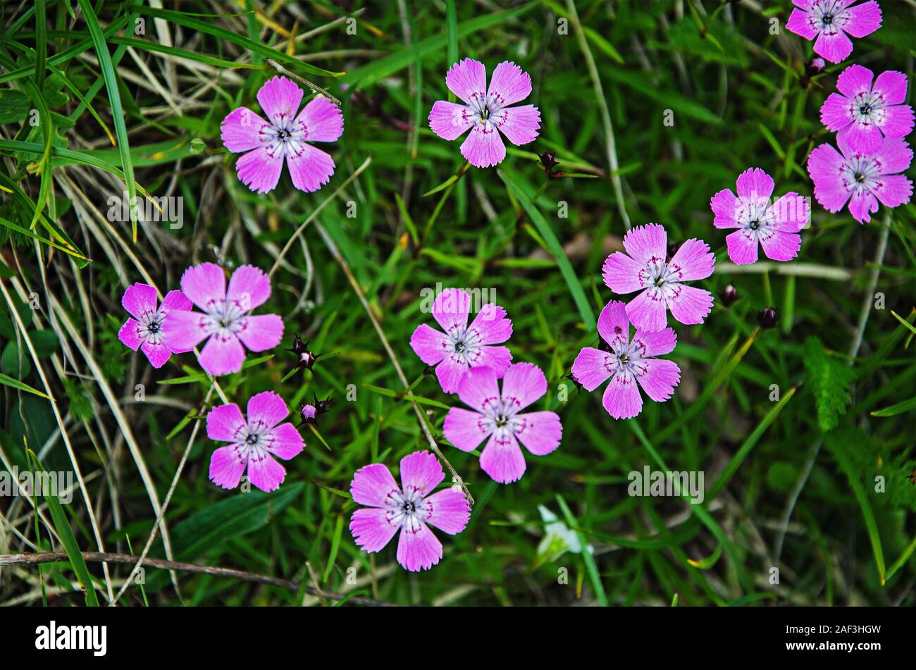 Champ de fleurs Banque D'Images