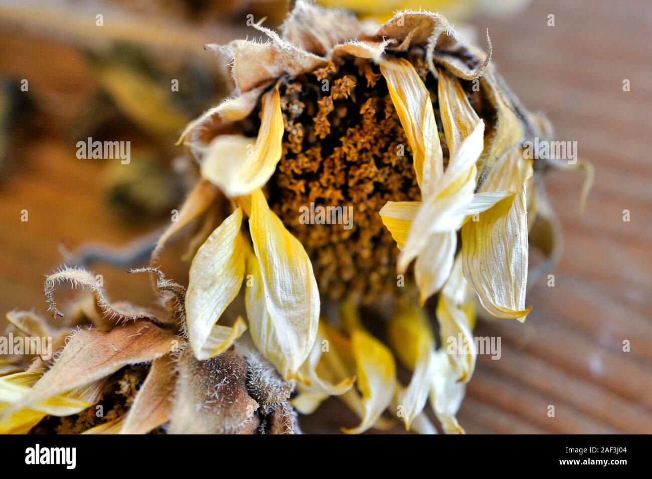 Tournesols séchés Banque D'Images