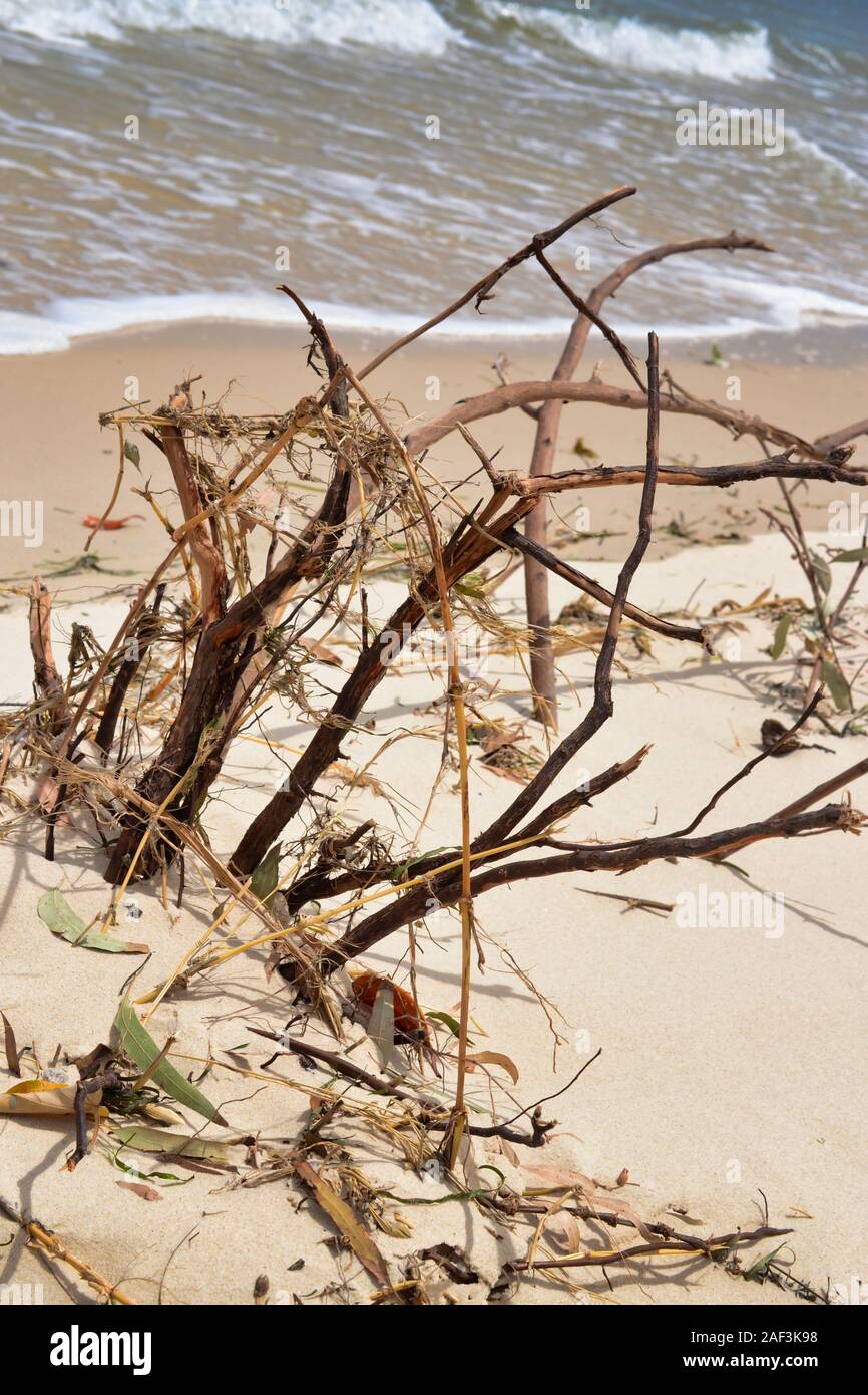 La végétation des dunes de sable mort. La végétation côtière jouent un rôle important dans le maintien de l'intégrité de nos systèmes de dunes Banque D'Images